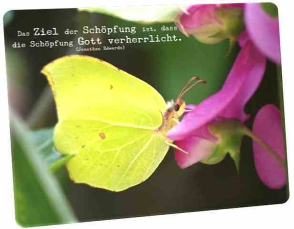 Christliche Postkarte: Schmetterling auf Blüte