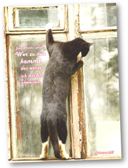 Faltkarte Jahreslosung 2022 - Am Fenster stehende Katze