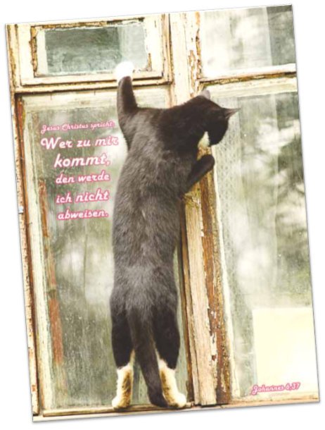 Plakat A3 Jahreslosung 2022 - Am Fenster stehende Katze