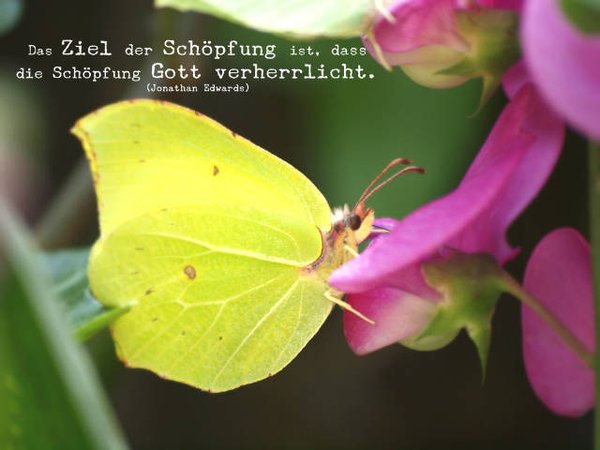 Christliches Poster A2 - Schmetterling auf Blüte