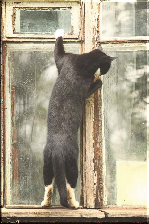 Leinwanddruck Katzen-Motiv: Am Fenster stehende Katze